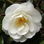 Camellia x williamsii 'China Clay'