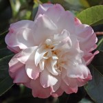 Camellia japonica 'China Doll'