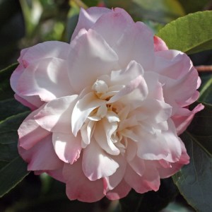 Camellia japonica 'China Doll'