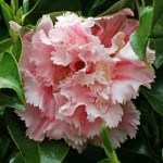 Camellia japonica 'Cinderella'