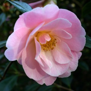Camellia x williamsii 'Clarrie Fawcett'