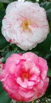 Camellia japonica 'Clotilde'