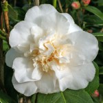 Camellia japonica 'Cloud Nine'