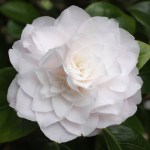 Camellia japonica 'Commander Mulroy'