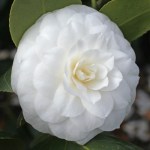 Camellia japonica 'Compacta Alba'