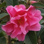 Camellia 'Confucious'