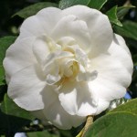 Camellia japonica 'Conrad Hilton'