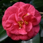 Camellia japonica 'Conspicua'