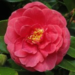 Camellia japonica 'Constance'