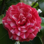 Camellia japonica 'Contessa Samailoff'