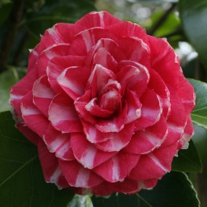 Camellia japonica 'Contessa Samailoff'