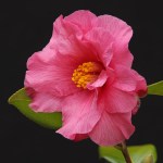 Camellia x williamsii 'Contribution'
