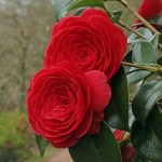 Camellia japonica 'Coquettii'