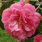 Camellia japonica 'Coral Pink Lotus'