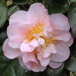 Camellia japonica 'Coral Queen'