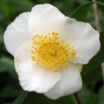 Camellia 'Cornish Excellence'