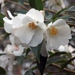 Camellia 'Cornish Snow'
