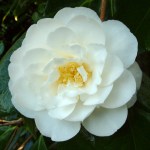 Camellia japonica 'Coronation' (US)
