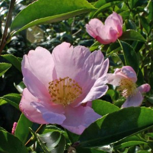 Camellia sasanqua 'Cotton Candy'