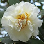 Camellia x williamsii 'E T R Carlyon'