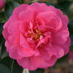 Camellia x williamsii 'Edward Carlyon'