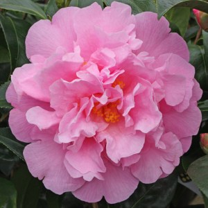 Camellia 'El Dorado'