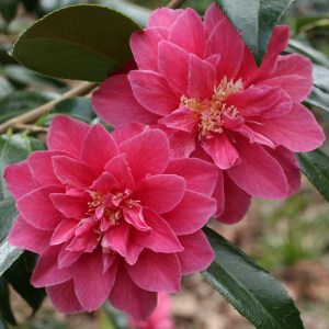 Camellia japonica 'Eleanor Grant'
