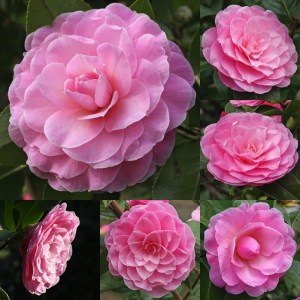 Camellia x williamsii 'Elizabeth Anderson'