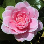 Camellia japonica 'Elizabeth Arden'