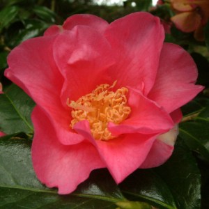 Camellia x williamsii 'Elizabeth Bolitho'
