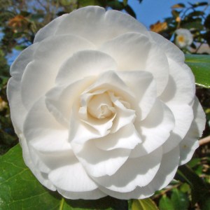 Camellia japonica 'Elizabeth Cole'