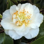 Camellia japonica 'Elizabeth Dowd'