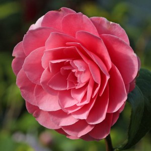 Camellia japonica 'Elizabeth Weaver'