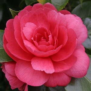 Camellia japonica 'Enrico Bettoni'
