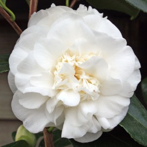 Camellia japonica 'Eric Baker'