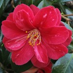 Camellia japonica 'Eugene Bolen'