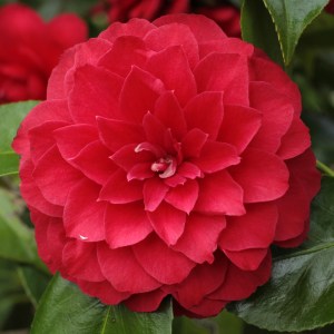 Camellia japonica 'Eximea'