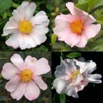 Camellia sasanqua 'Exquisite' (Waterhouse)