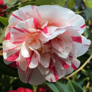 Camellia japonica 'Extravaganza'