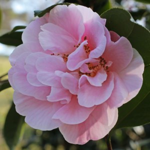 Camellia x williamsii 'Felice Harris'