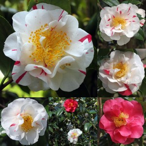Camellia japonica 'Finlandia Variegated'