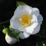 Camellia japonica 'Finlandia'