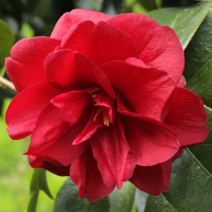 Camellia japonica 'Fire Chief'