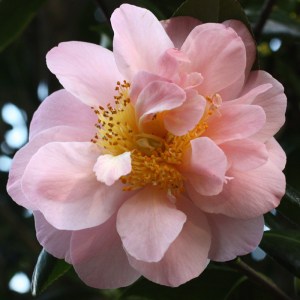 Camellia japonica 'Flamingo'