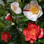 Camellia japonica 'Flashlight'