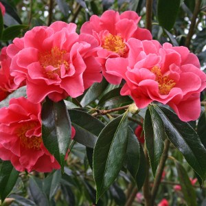 Camellia 'Francie L.'