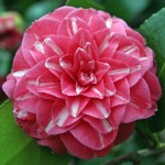 Camellia japonica 'Frans Van Damme'