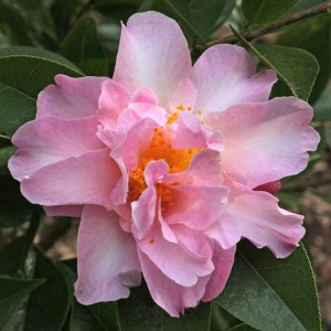 Camellia x williamsii 'Free Style'