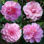 Camellia x williamsii 'Galaxie'