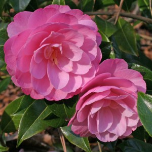 Camellia x williamsii 'Garden Glory'